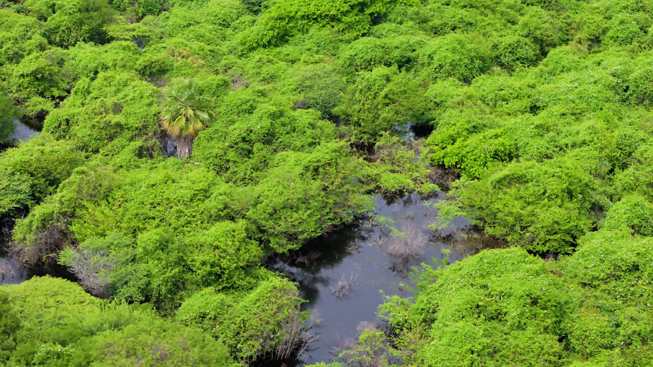 드론은 어두운 저수지 물과 함께 열대 지역의 습지 습지를 중심으로 도에 있습니다.