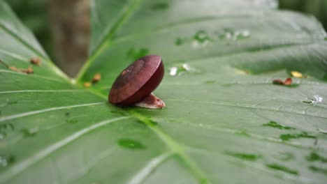 Wilde-Schnecke-Im-Gehäuse-Kriecht-Auf-Grünem-Blatt-Mit-Wassertropfen