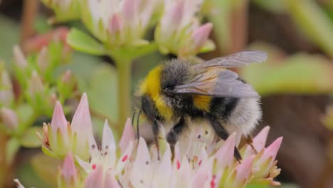 bumblebee collects flower nectar at sunny day. bumble bee in macro shot in slow motion.