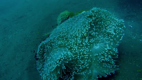 pez payaso en la anémona en el jardín de coral de tulamben, bajo el agua súper lento mo