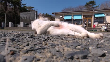 vista de ángulo bajo del gato callejero blanco lamiéndose tirado en la calle