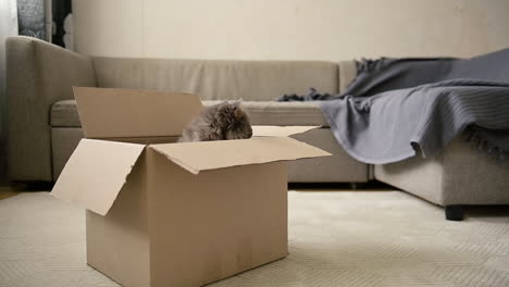 lindo gato gris sentado dentro de una caja de cartón y luego saltando