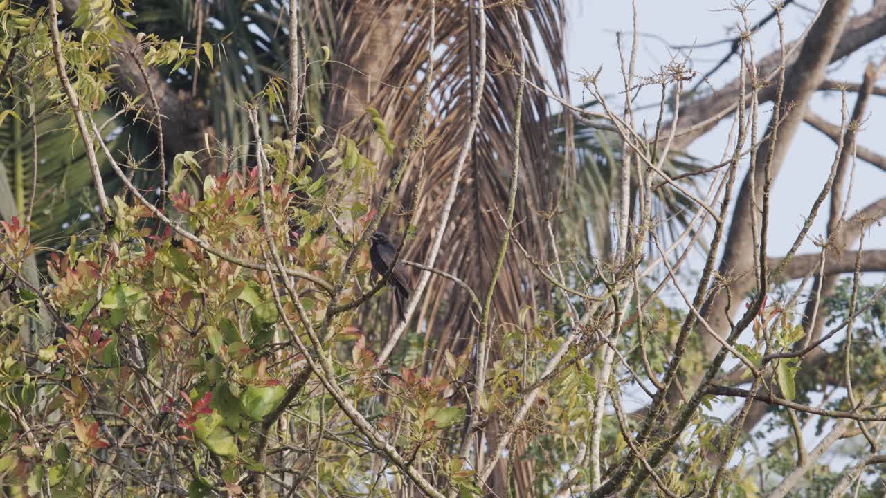 Un uccello è seduto nella giungla