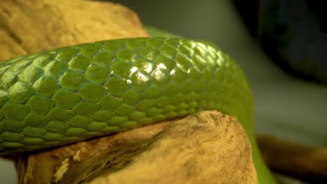 close-up of green snake scales on wood