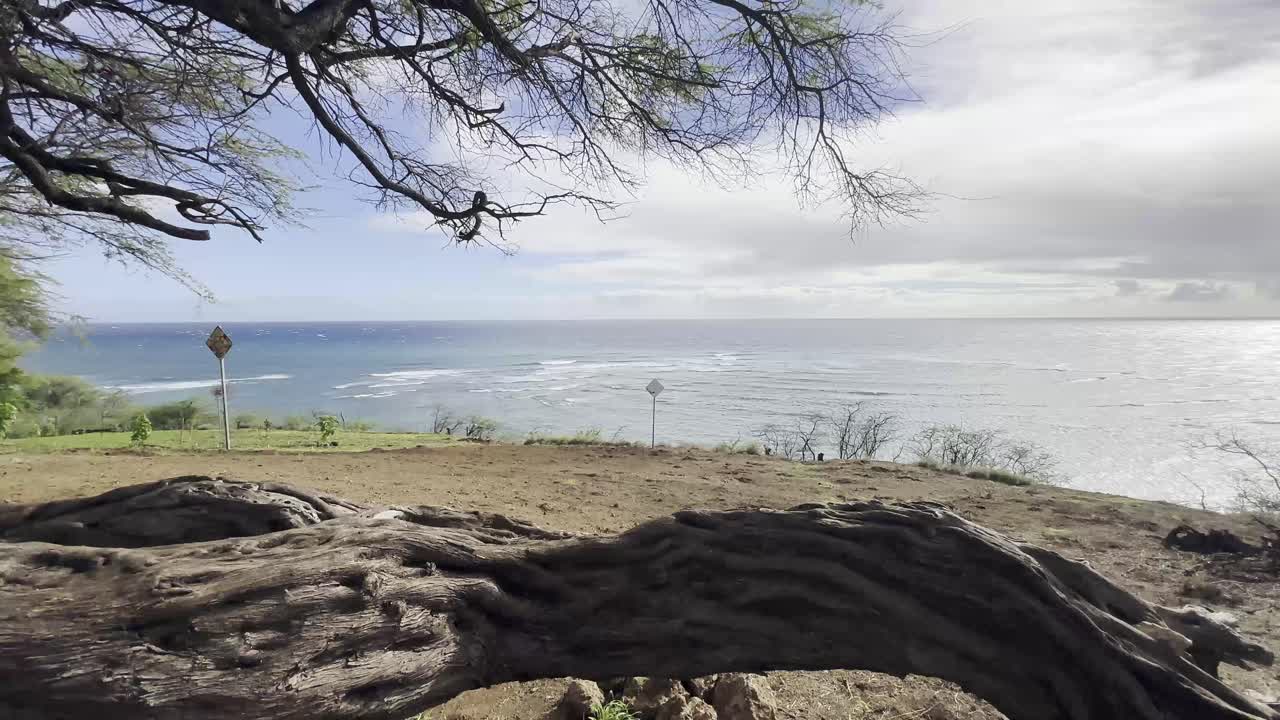 una escena costera pacífica con un tronco de árbol retorcido y ramas enmarcando el océano azul