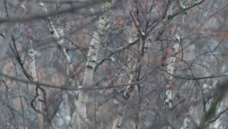 el bosque de abedul en invierno