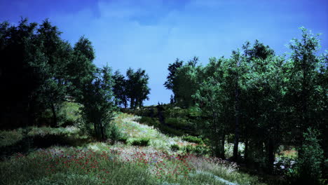 Bosque-De-árboles-En-Las-Montañas