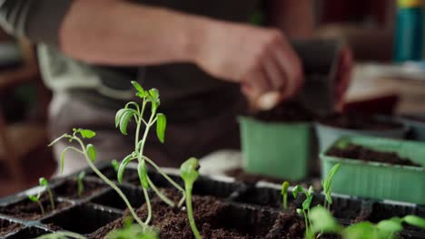 jardinero trasplantando plántulas en la olla