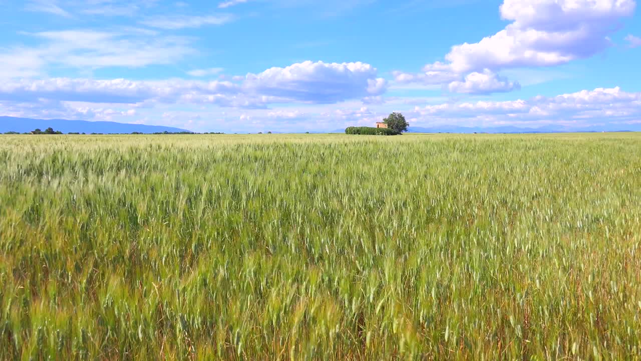 Beautiful vast open fields of waving grain 2