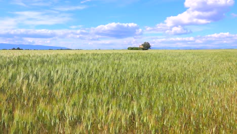 Hermosos-Y-Vastos-Campos-Abiertos-De-Grano-Ondulante-2