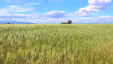 hermosos vastos campos abiertos de grano ondulante 2