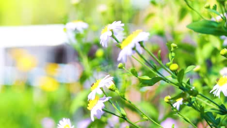 gentle breeze moves daisies in bangkok park