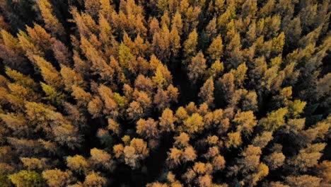 drone flying forwards revealing huge boreal forest of larch trees treetops in alberta