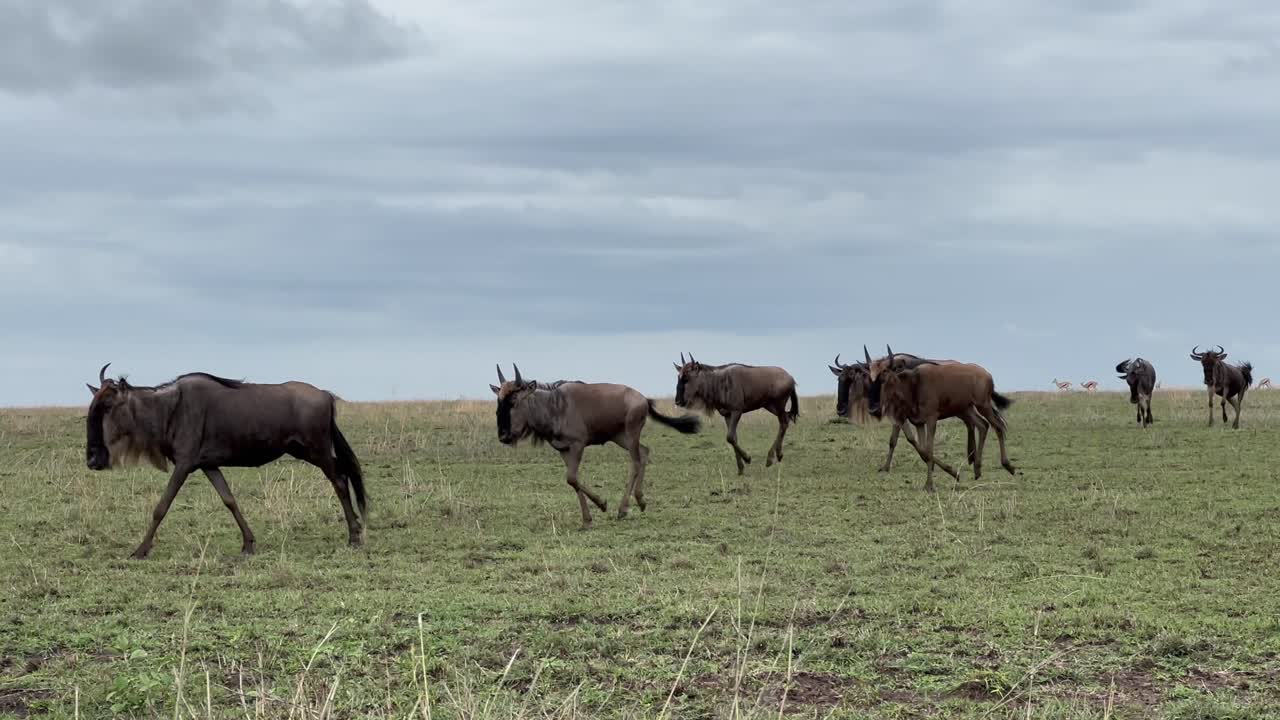 Blue wildebeests (Connochaetes taurinus)running during the Great Migration in Serengeti National Park. Tanzania.