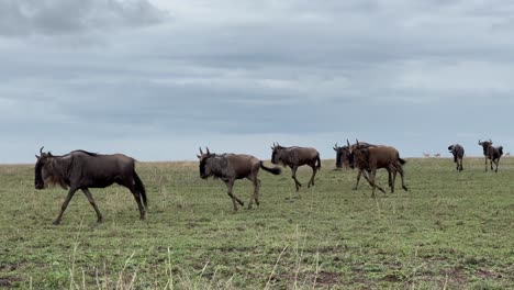 los gnues azules (connochaetes taurinus) corriendo durante la gran migración en el parque nacional de serengeti. tanzania.