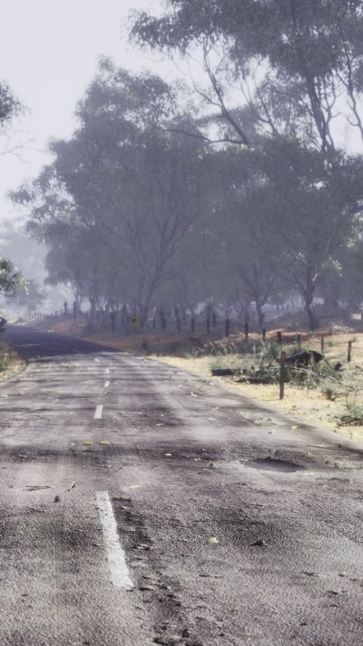 Lonely road stretches through misty landscape in serene wilderness