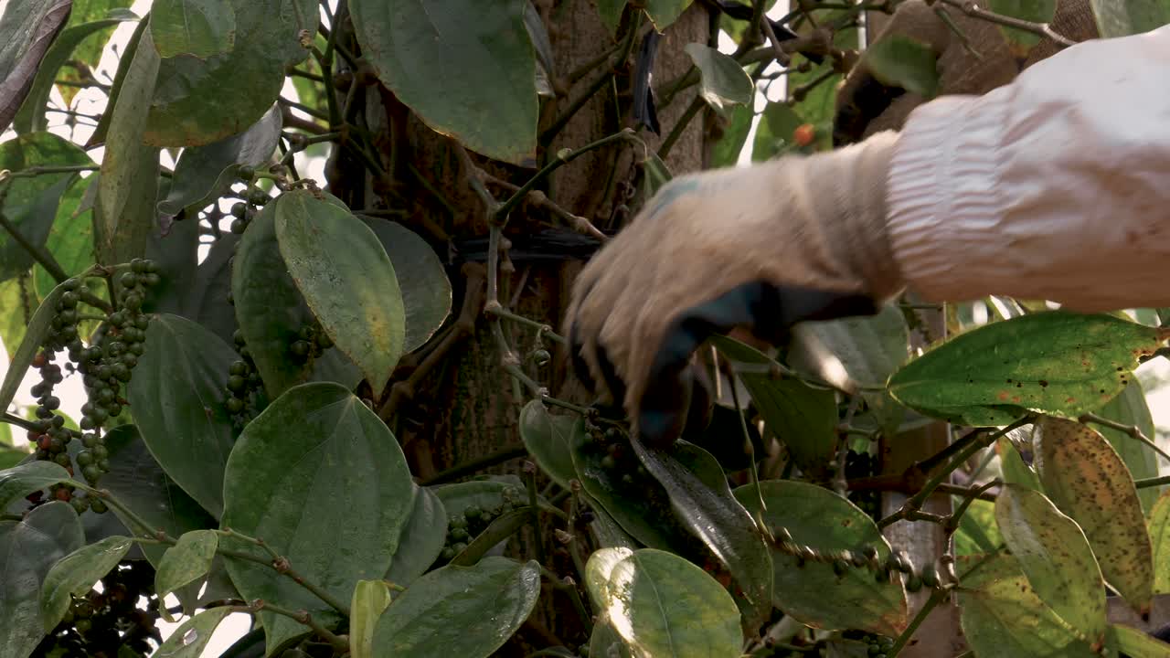 macro primer plano de las manos de un agricultor con guantes cosechando pimienta de la planta de vid