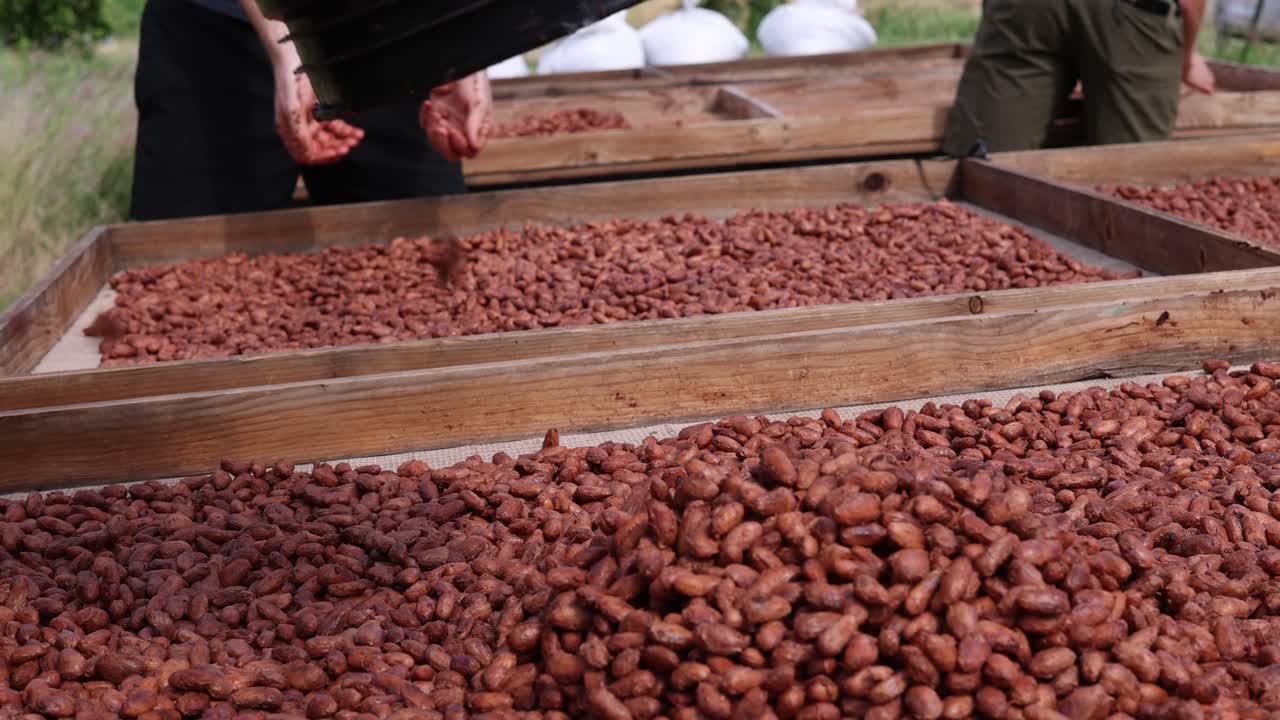 cubos de granos de cacao fermentados frescos que se vierten para secarse