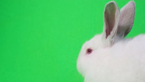 white rabbit on green screen