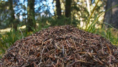 anthill top in the forest