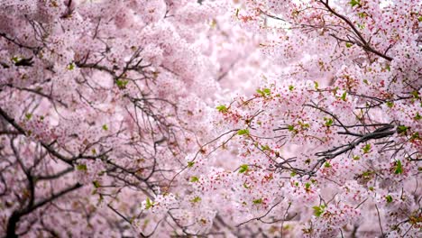 la flor de los cerezos sakura