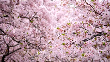 blooming sakura cherry blossom