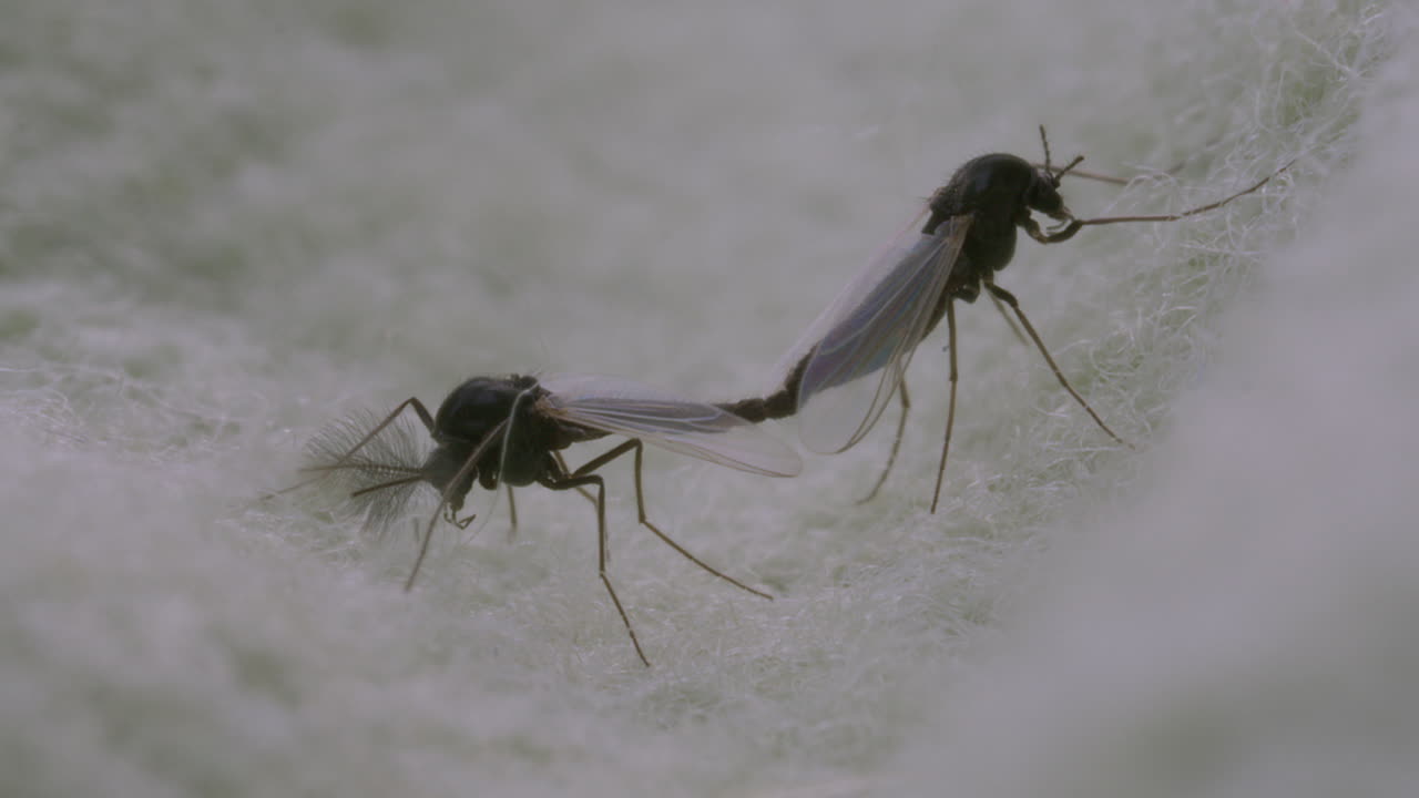 Mating Chironomid Or Non-biting Midges. Depth Of Field.