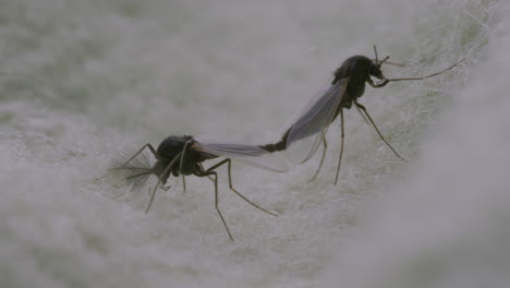 mating chironomid or non-biting midges. depth of field.