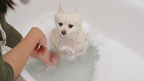 angry pomeranian dog taking a bath