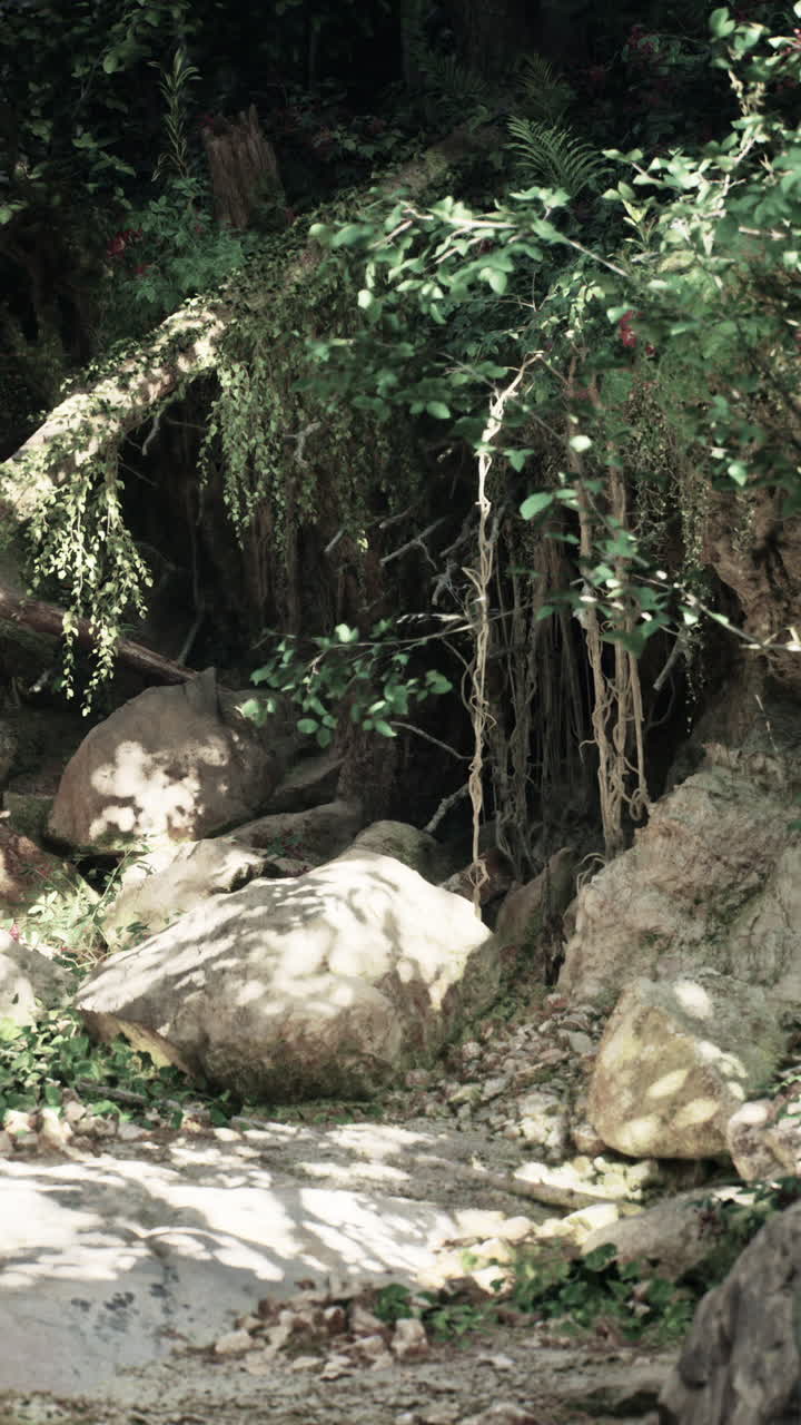 un camino de bosque exuberante y cubierto de hierba con grandes rocas y luz salpicada por el sol