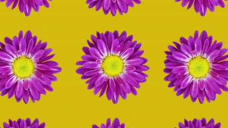 patrón animado de crisantemo violeta en un fondo amarillo. animación sencilla de concepto de bucle sin costura floral