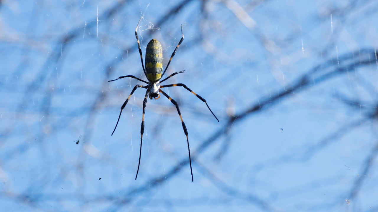 close up de una araña descansando en la red de araña