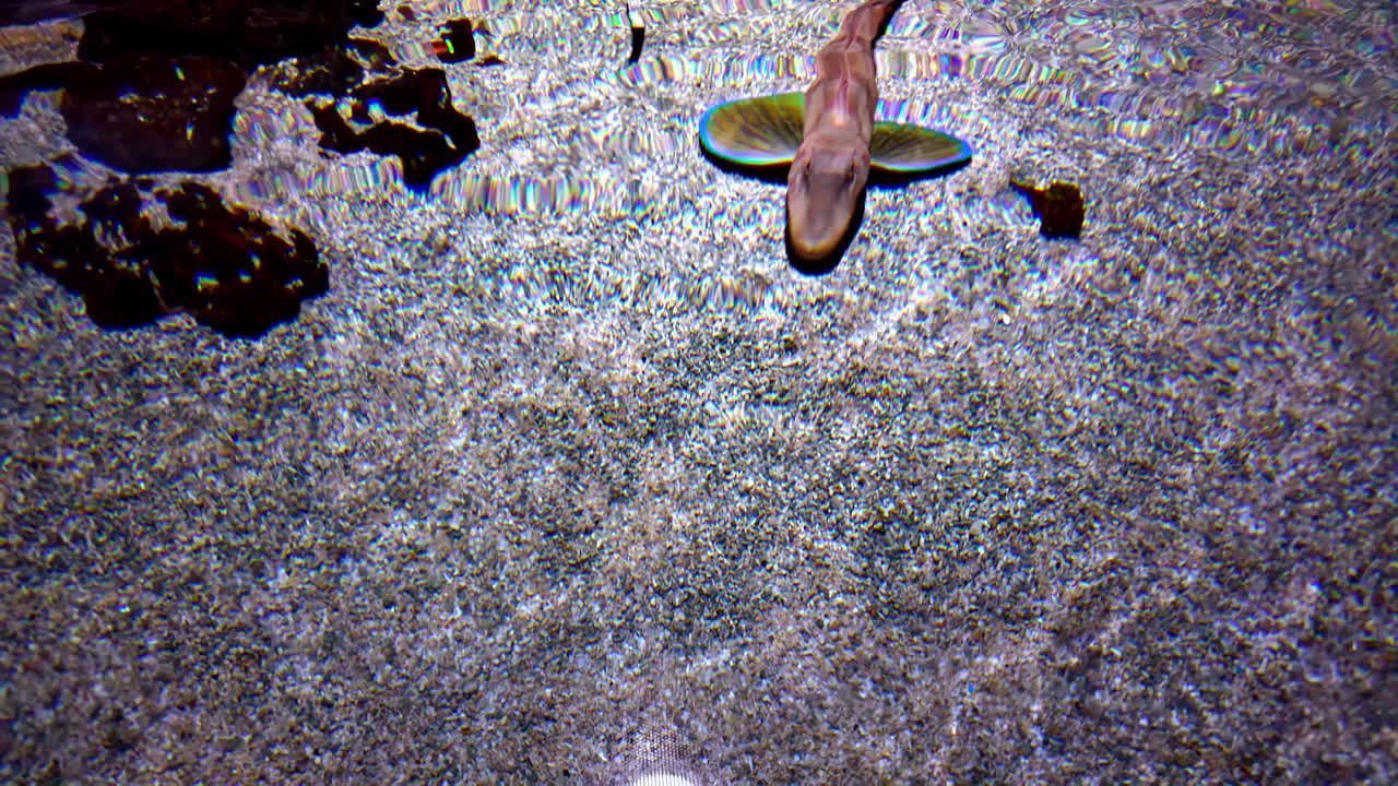 peces de colores en el acuario