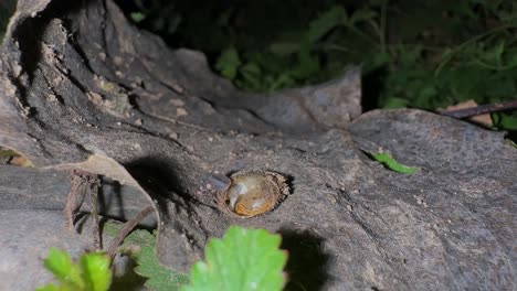 firefly baby larvae eating diet snail bite fight Iran Hyrcanian forest nocturnal animals nature animal bioluminescence bug close entomology garden glow insect lampyridae night outdoor summer wildlife