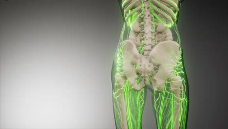 vasos sanguíneos del cuerpo humano