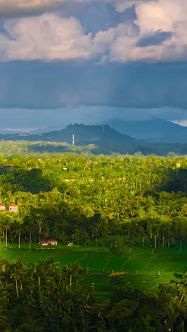Rice Fields And Palm Trees In Countryside. - vertical, timelapse shot