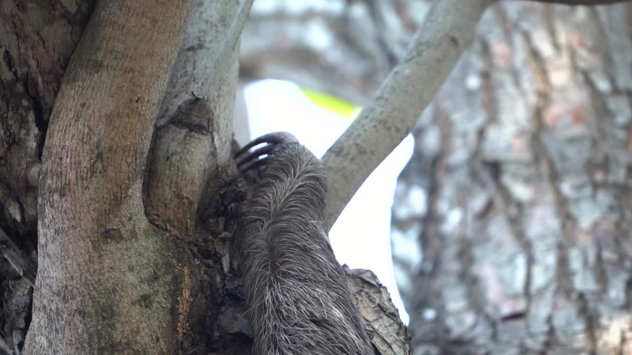 un brazo de un perezoso de tres dedos subiendo a un árbol en el bosque, en cámara lenta