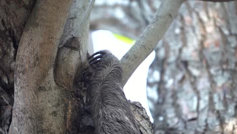 Cerca-De-Un-Peludo-Perezoso-De-Tres-Dedos-Brazo-Subiendo-Un-árbol-En-El-Bosque,-Slowmo