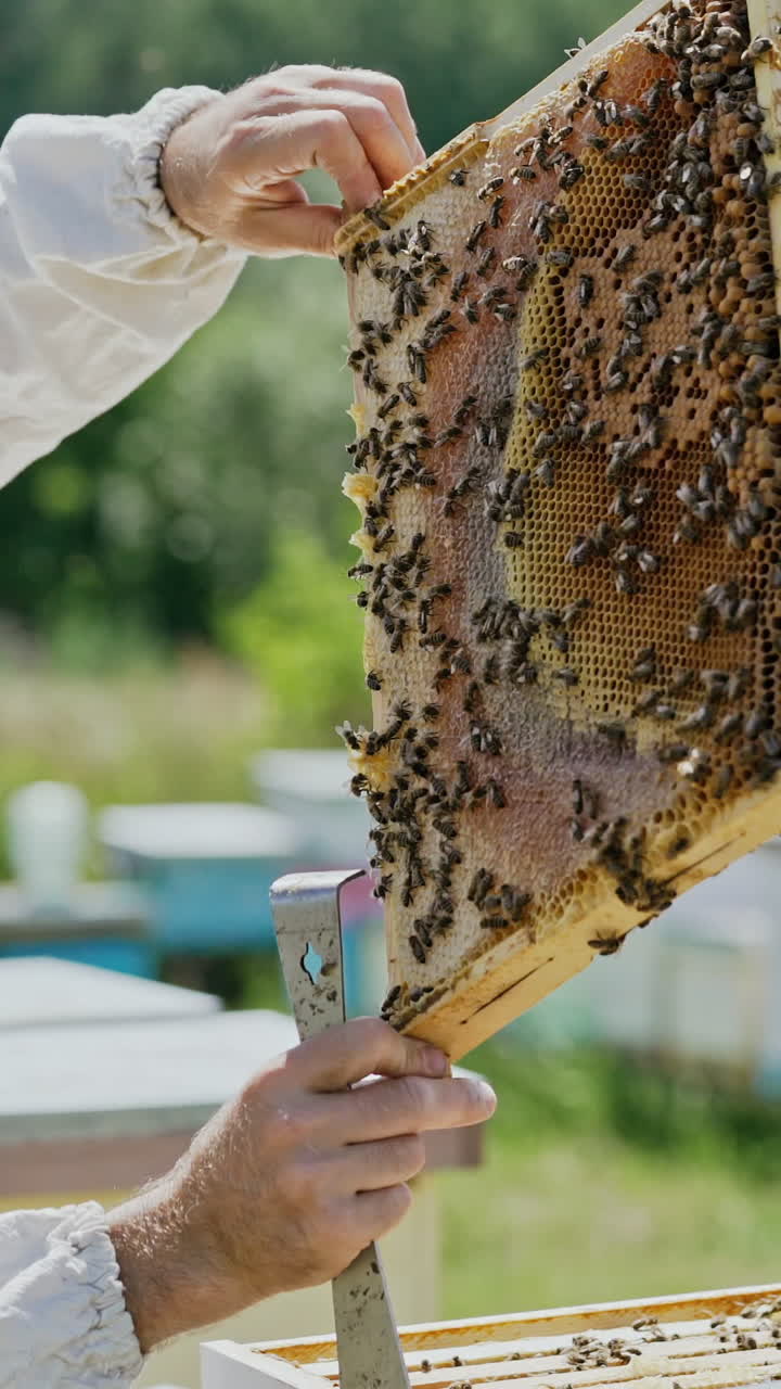 Beekeeper is working with bees and beehives on the apiary. Bees on honeycomb. Frames of a bee hive. Beekeeping. Honey. Vertical video