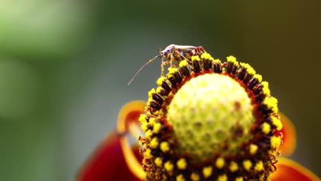 macro video of a tiny insect on a mexican hat flower.  camera is static.