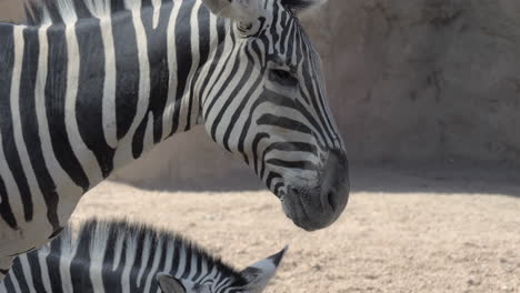 zebras in the zoo