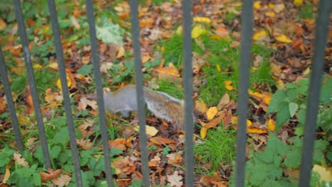 Disparo-En-ángulo-Alto-De-Una-Ardilla-Detrás-De-La-Cerca-Corriendo-Rápidamente-Hacia-El-Parque-Durante-El-Día