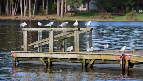 Ein-Schwarm-Möwen-Entspannt-Sich-Und-Zupft-Federn-Auf-Einem-Hölzernen-Schwimmsteg-Mit-Verschwommenem-Haus-Und-Straße-Im-Hintergrund