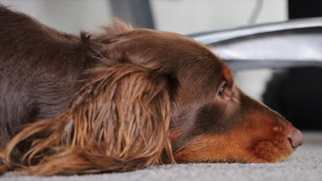 brown sausage dog lying on the carpet floor