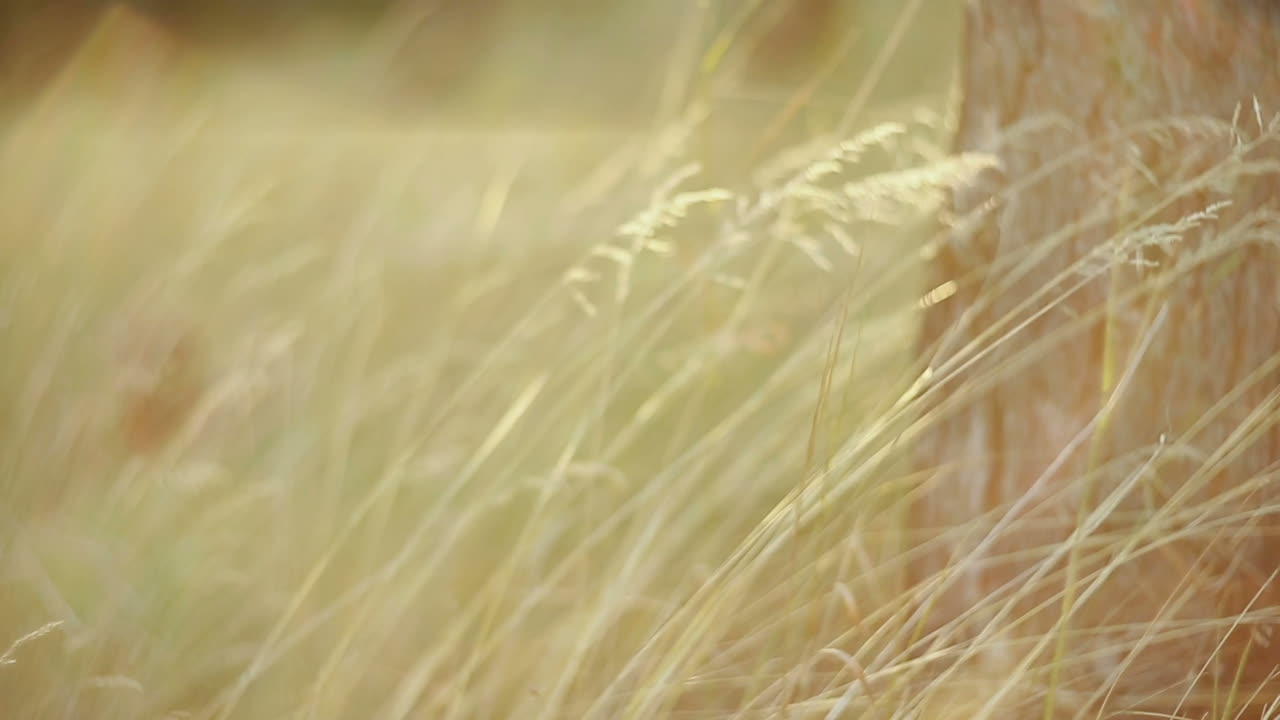 Grass Field With Sunlight. Nature background with green grass and sunlight