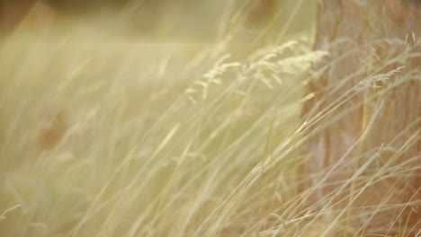 grass field with sunlight. nature background with green grass and sunlight
