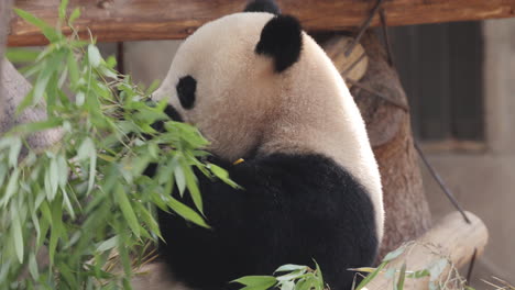a close up of a panda eating