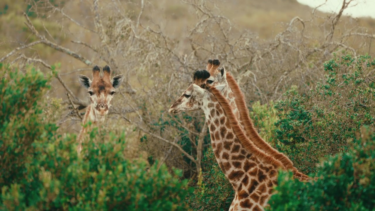 3 girafas selvagens olhando através das árvores durante um safári sul-africano, em câmera lenta 4K, plano médio filmado à mão.