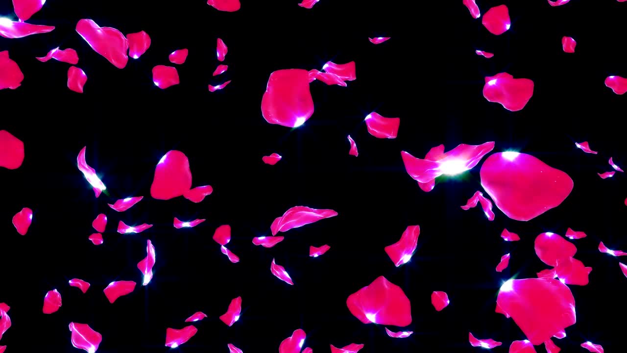 장미 꽃잎이 검은색 (루프) 에 떨어지는 4k