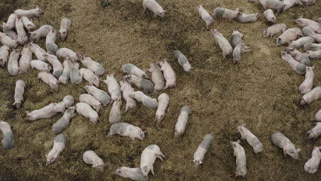 pigs relaxing and enjoying life, laying down and running around on a straw bed
